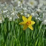 Lilies And 1522622634 150x150